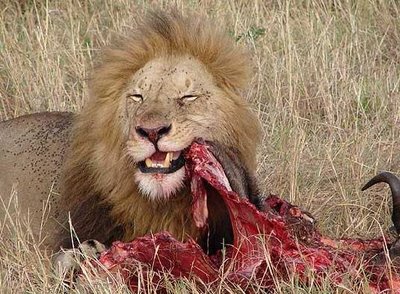 lion-eating1.jpg