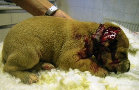 2958383-zz040311dog_460_298