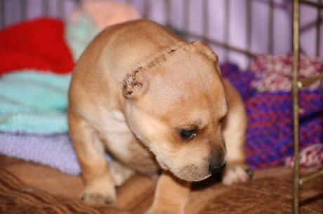 2958433-zz040311dog2_460_307