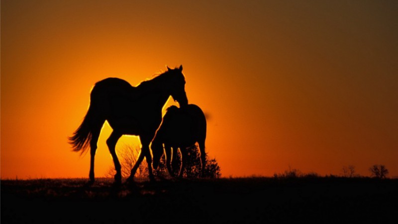 sunset-horses-wallpapers_7401_852x480