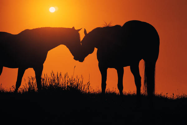 two-horses-in-a-field