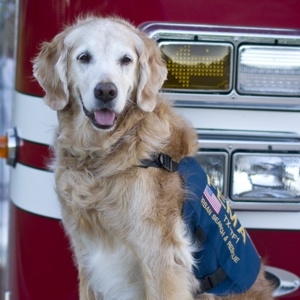 04.1n022.911dogs1--300x300