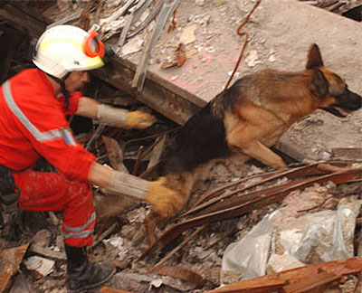 sar-dog-9