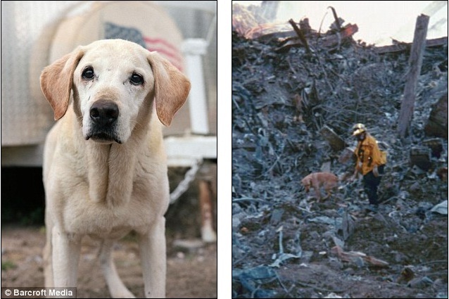 The 9-11 rescue dog Portraits of the last surviving animals who scoured Ground Zero one decade on 7n