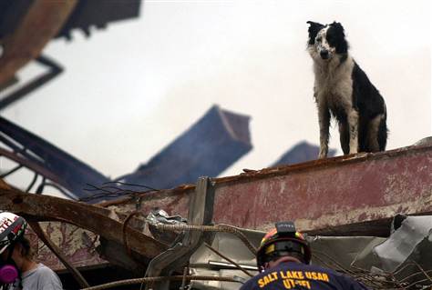 world-trade-center-search-rescue-dog-1