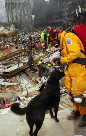 wtc_blacklab-rubble