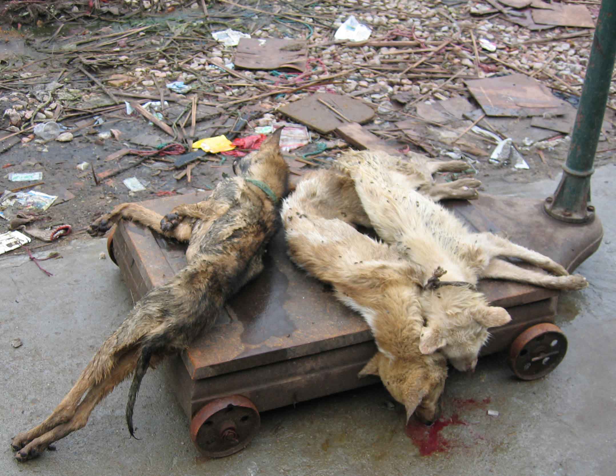 Dead-Dogs-1