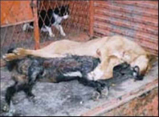 dog-cruelty-08