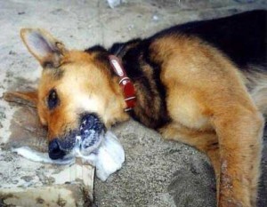 dog_kavala