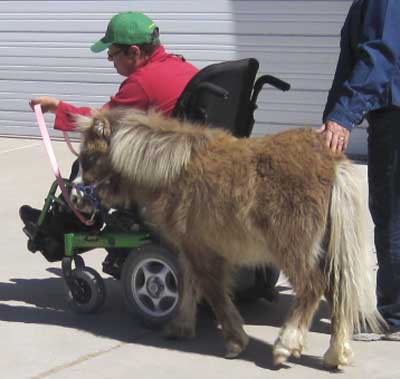 horse