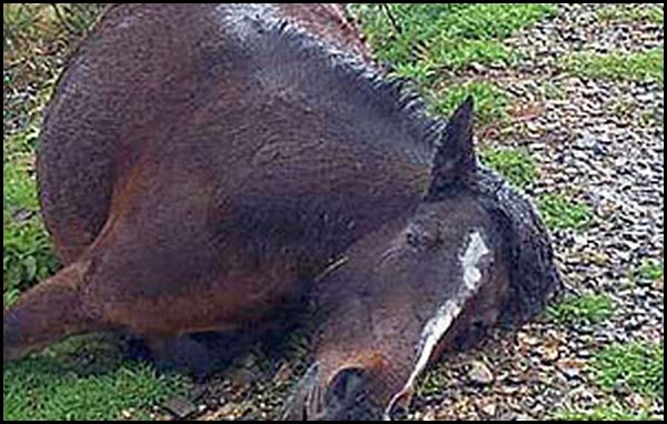 The horse killed by the Muslim