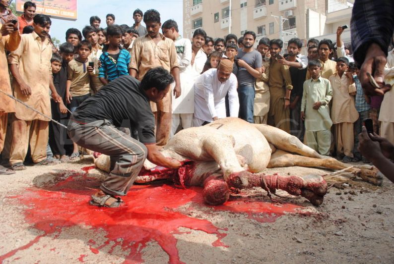 1320757347-camel-sacrifice-during-the-second-day-of-eid-ul-adha_916224