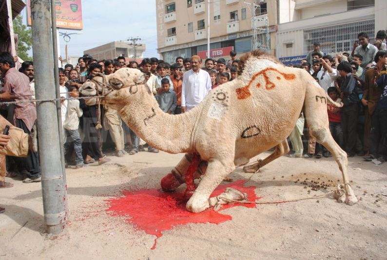 1320757348-camel-sacrifice-during-the-second-day-of-eid-ul-adha_916221