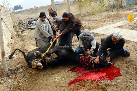 Afghans-slaughter-animals-for-Eid-al-Adha-in-Kabul_15