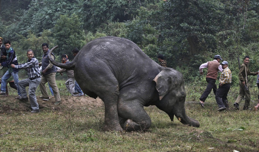 India Elephant, zraněný slon, pytláci