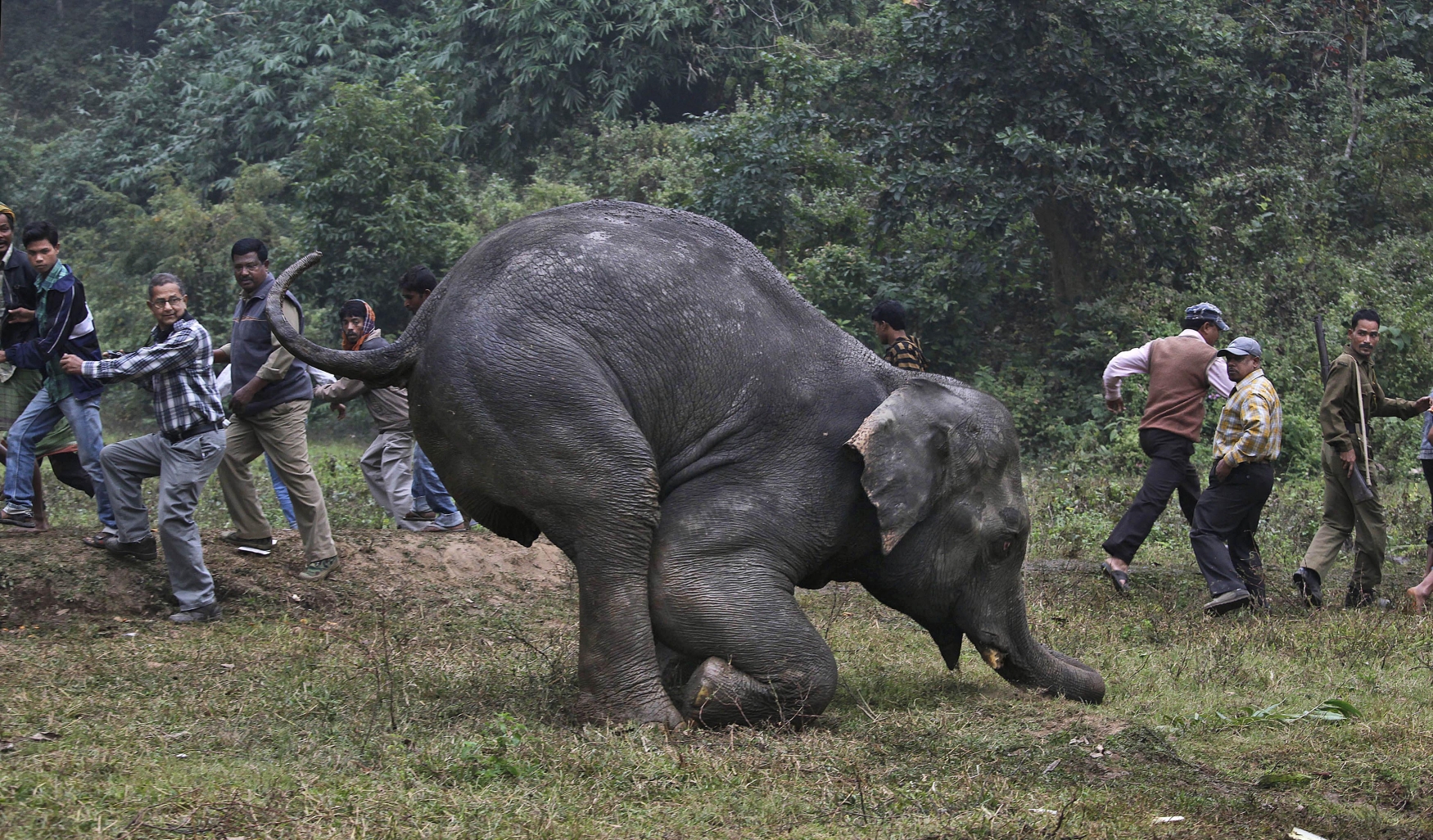 India Elephant, zraněný slon, pytláci