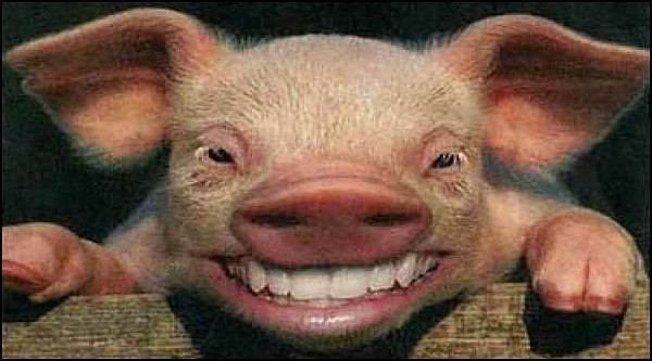 Pigsheaddunoed-vi