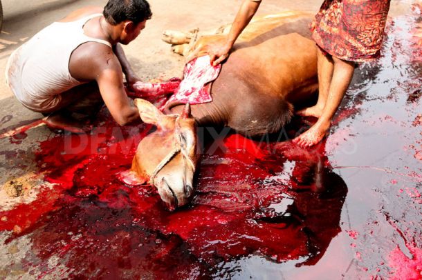 animals-sacrificed-eid-ul-adha_510460