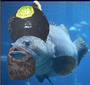 grouper-mohamed