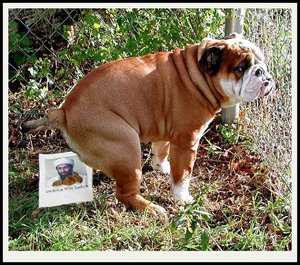 dog poops on bin laden