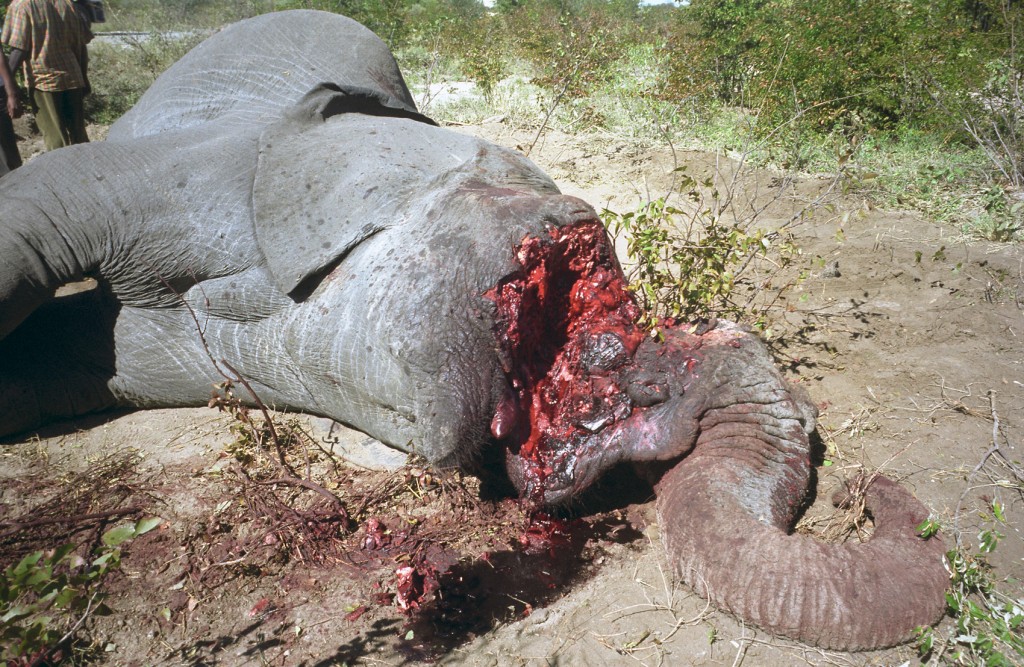 animal-poaching-1_1-1024x667