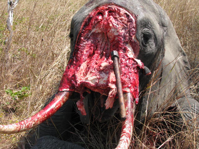 elephantpoaching1