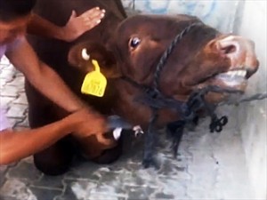 322451-australian-cattle-tortured-in-gaza
