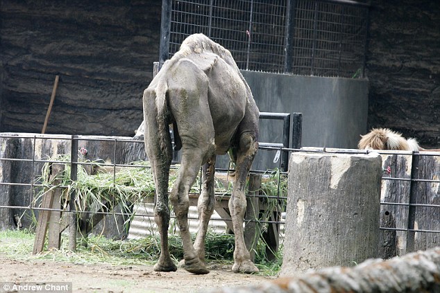 Emaciated camel
