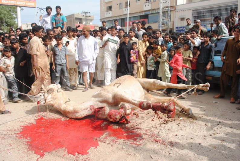 1320757348-camel-sacrifice-during-the-second-day-of-eid-ul-adha_916223-1