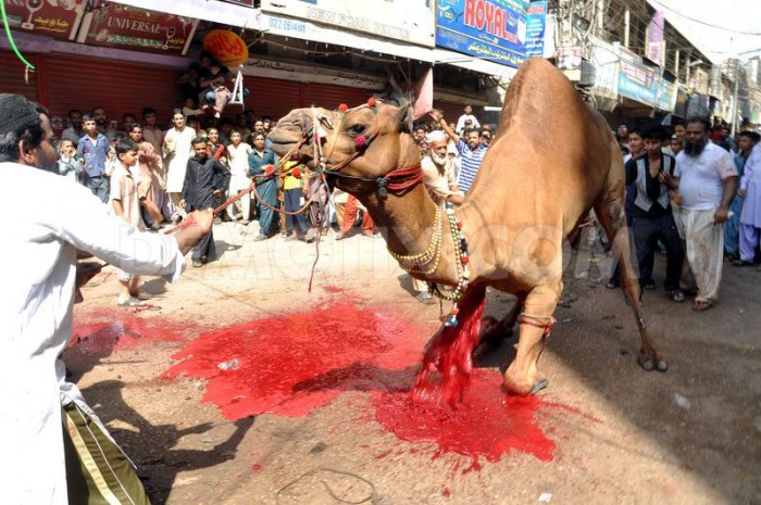 1381919757-muslims-sacrifice-a-camel-in-the-street-for-eid_2969374
