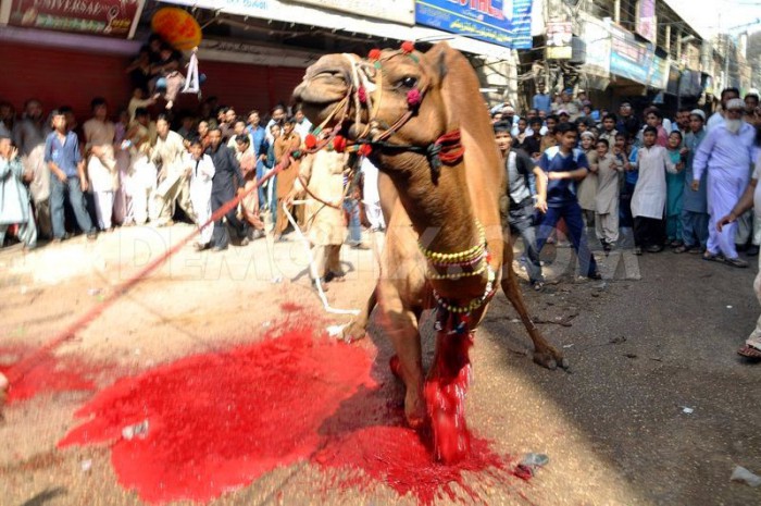 1381919EE4454-muslims-sacrifice-a-camel-in-the-street-for-eid_2969371