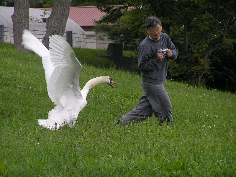 800px-The_swan_attacks_man.Hokkaido-toyako,人を襲う洞爺湖の白鳥P6200258モザイク