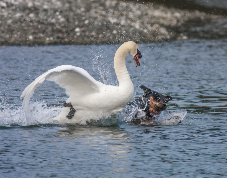 Angry_Mute_Swan_and_Rottweiler