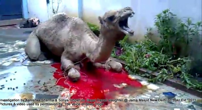 Illegal-camel-slaughter-on-Bakr-Eid-near-Jama-Masjid-in-New-Delhi-3-e1376102795168