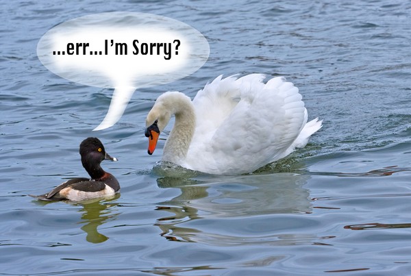 Angry swan  accuses media of being "Swanophobic"