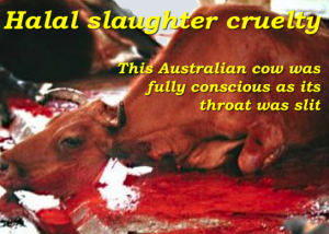 halal-slaughter-545x389