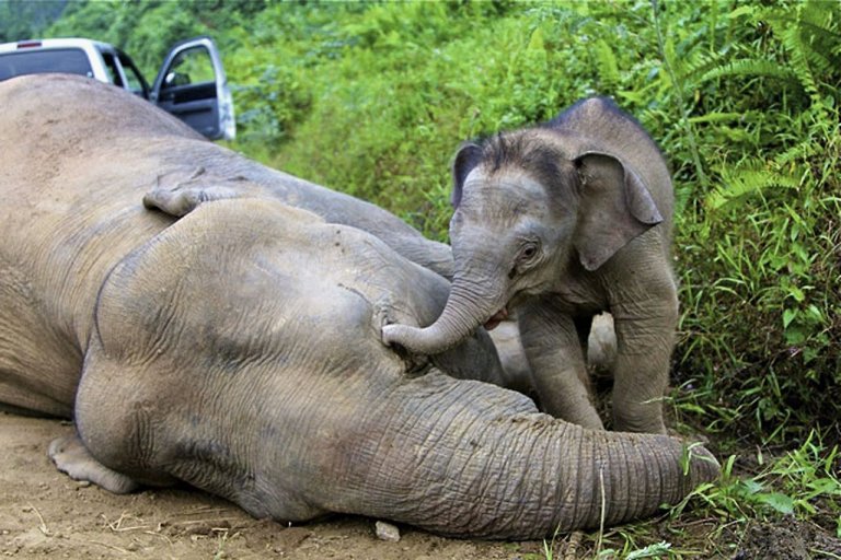 6083259-malaysia-wildlife-environment-elephants