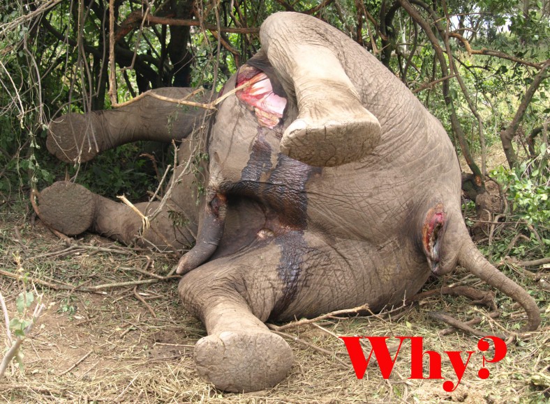 Dead Elephant, Why?
