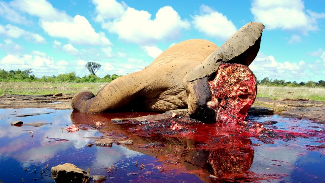 photo-credit-mugie-ranch-elephant-poached-on-mugie-last-yearprotect0010001000crop658370c
