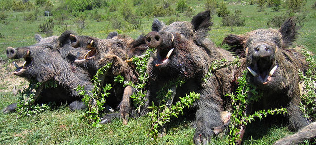 pakistan_wild_boar_m3.jpg