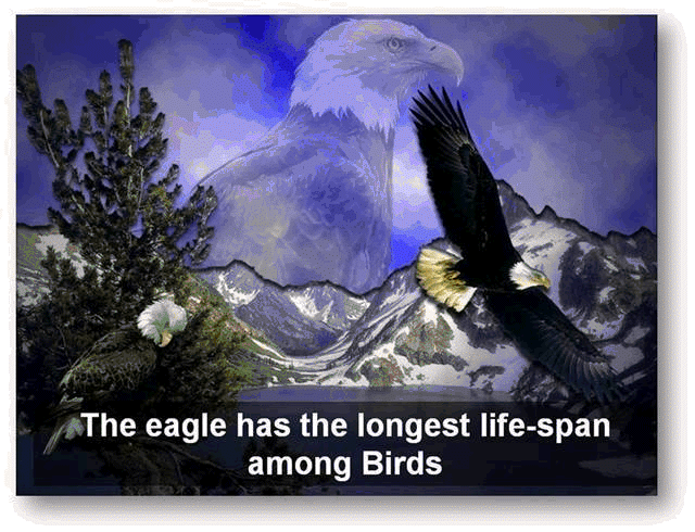 [End Time | Or Not || 2016 Election Parallel ||| TO The American Eagle Plight]